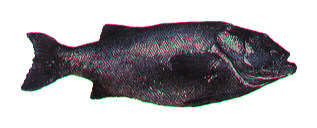 Black seabass.jpg (7458 bytes)