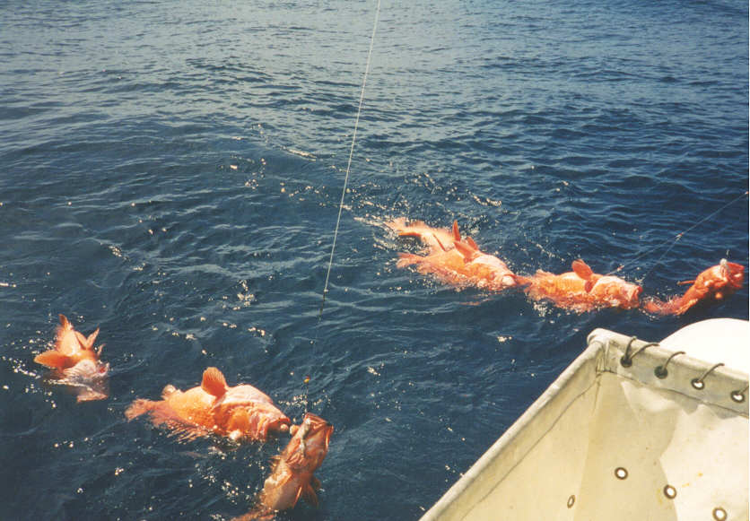 Deep Water Rockfish